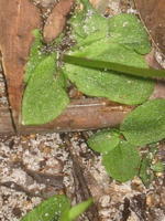Pterostylis acuminata leaves 