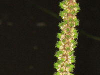 Triglochin microtuberosum flower