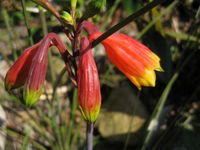 Blandfordia nobilis buds