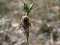 Calochilus robertsonii - Purple Beard Orchid