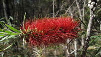 Callistemon linearis hairy new growth and fruit