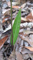 Cryptostylis erecta leaf