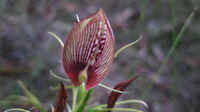 Cryptostylus erecta flower