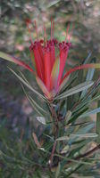 Lambertia formosa flower