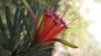 Lambertia formosa flower