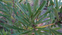 Lambertia formosa leaves with prickly tips