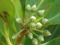Aegiceras corniculatum buds