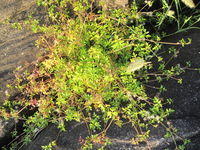 Apium prostratum ssp prostratum plant shape