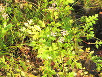Apium prostratum ssp prostratum (3).JPG
