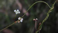 Cassytha glabella flower