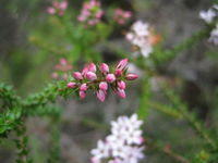 Epacris microphylla pinkish flower