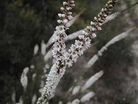 Epacris microphylla flowers