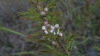 Leptospermum arachnoides flower and hairy buds