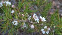 Leptospermum arachnoides flowers