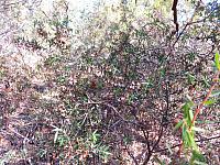 Leucopogon setiger (12)