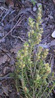 Aotus ericoides fruit and leaves - erect form