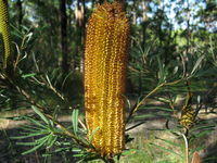 Banksia spinulosa cone