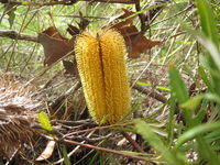 Banksia spinulosa plain yellow cone 