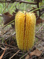 Banksia spinulosa yellow cone