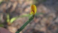 Bossiaea scolopendria flower
