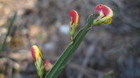 Bossiaea scolopendria bud and flower