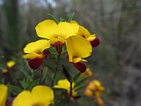Bossiaea heterophylla (8)