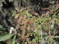 Bossiaea obcordata (10)