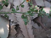 Bossiaea obcordata (7)