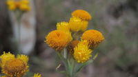 Chrysocephalum semipapposum flowers