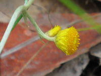 Helichrysum semipapposum flower