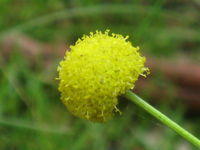 Craspedia variabilis flower