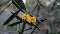 Daviesia mimosoides