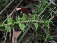 Daviesia squarrosa hairy stems and prickly leaves