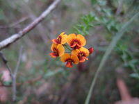 Daviesia squarrosa flowers