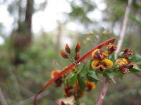 Daviesia squarrosa buds