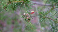 Dillwynia glaberrima buds