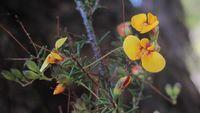 Dillwynia parvifolia flowers