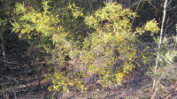 Dillwynia parvifolia plant shape