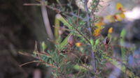 Dillwynia parvifolia fruit