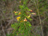 Dillwynia retorta ssp peduncularis buds and short leaves