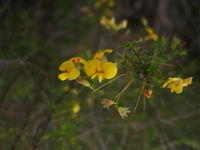 Dillwynia retorta ssp peduncularis terminal flowers