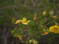 Dillwynia retorta ssp peduncularis bud