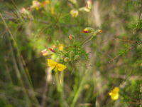 Dillwynia retorta ssp peduncularis buds