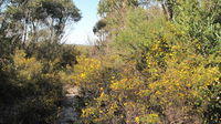 Dillwynia retorta ssp retorta massed display