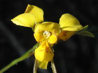 Diuris aurea - Golden Donkey Orchid