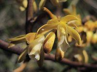 Erythrorchis cassythoides - Climbing Orchid