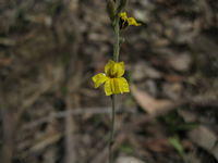 Goodenia bellidifolia flower