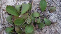 Goodenia fordiana plants