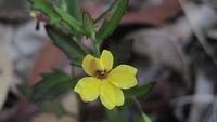 Goodenia heterophylla flower