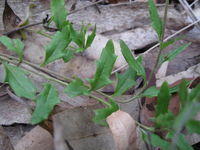 Goodenia heterophylla leaves